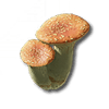 Nấm Hồng