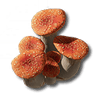 Nấm Hồng Ngọc