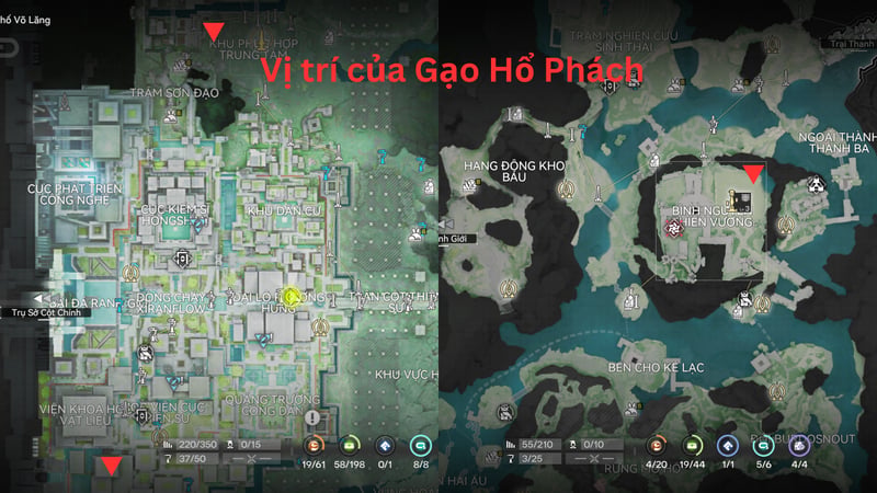 Vị trí của gạo hổ phách