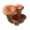 Red Bolete